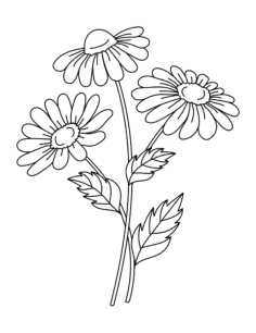 Flower Simple Daisies Coloring Pages Pdf, Free Vectors File